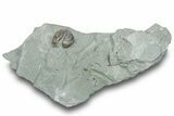 Wide Enrolled Flexicalymene Trilobite - Mt Orab, Ohio #247420-1